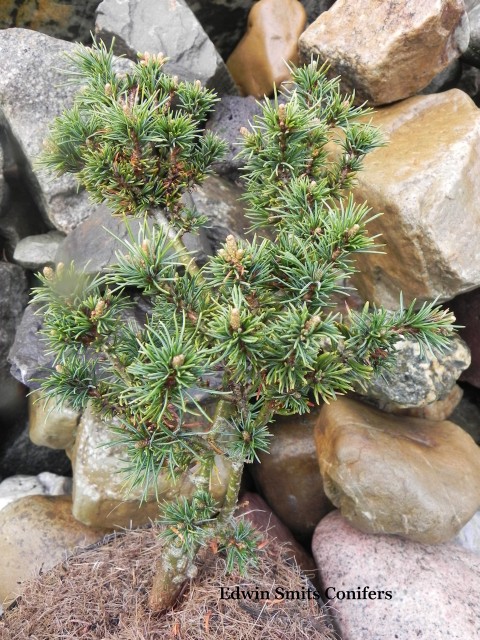 Pinus parviflora 'RU #2'